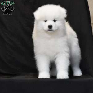 Skye, Samoyed Puppy